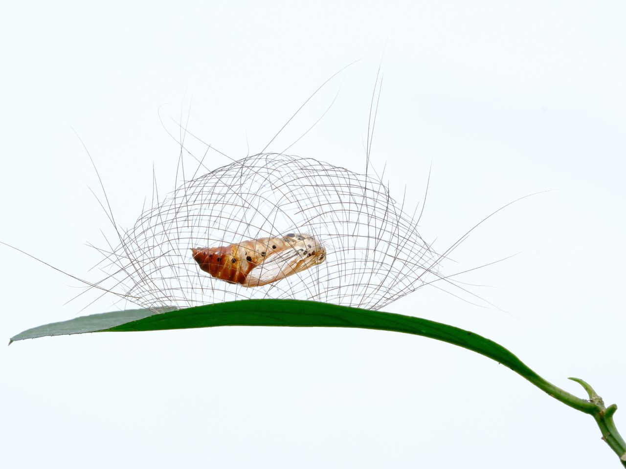 Moosmottenlarve, World Nature Photography Awards