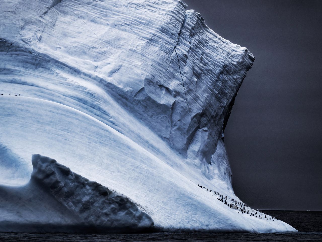 Zügelpinguine in der Antarktis