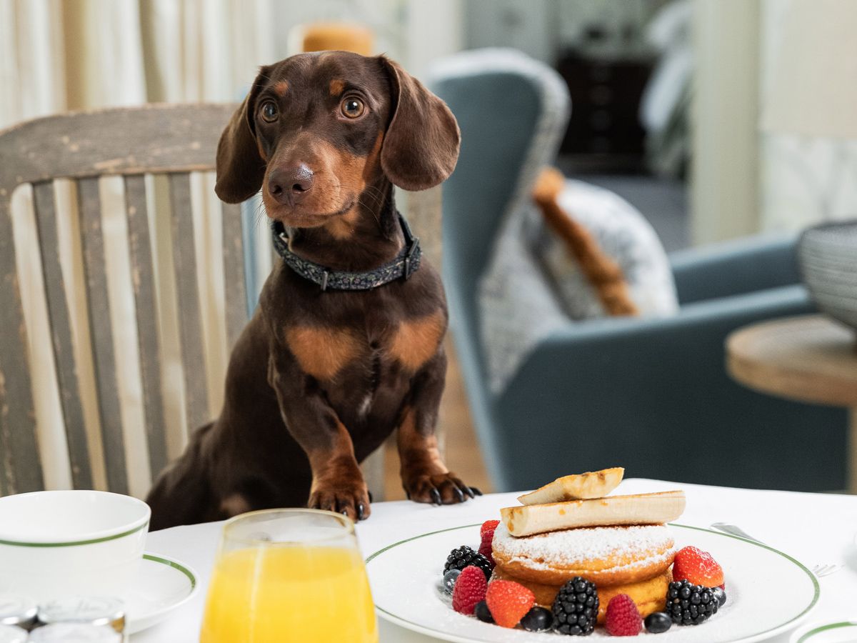 Hunde im Brown's Hotel, London