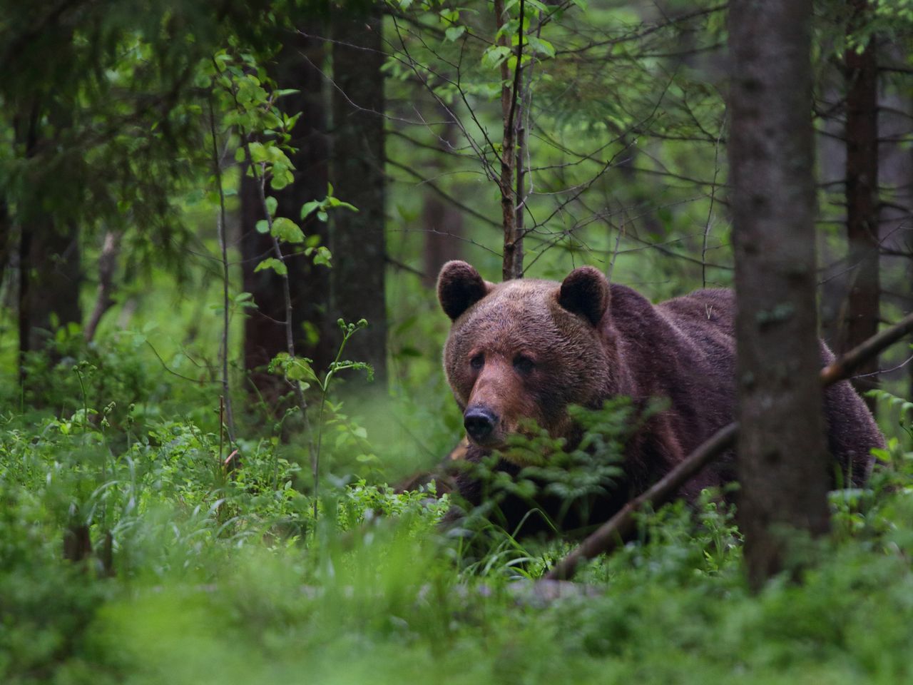 Braunbären im Nationalpark Alutaguse