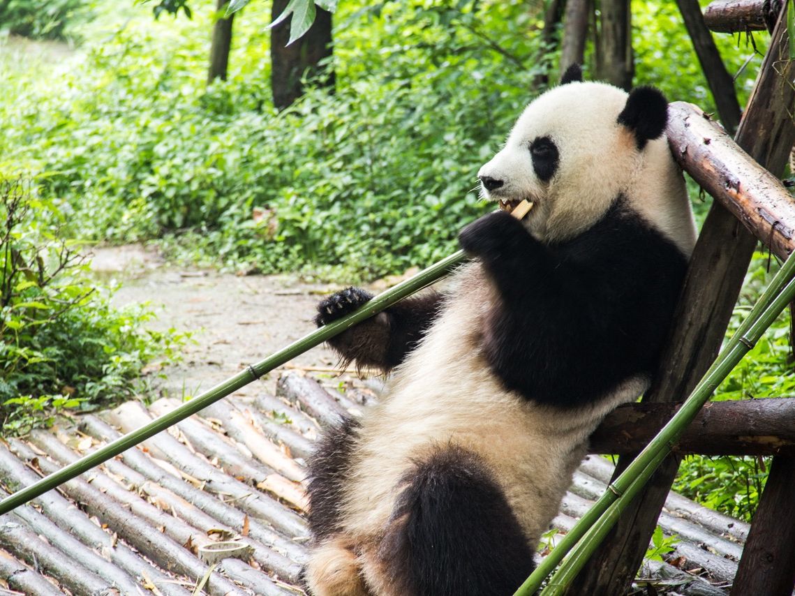 Gro&szlig;er Panda sitzt auf einer Holzplattform und frisst Bambus, umgeben von gr&uuml;nen Pflanzen