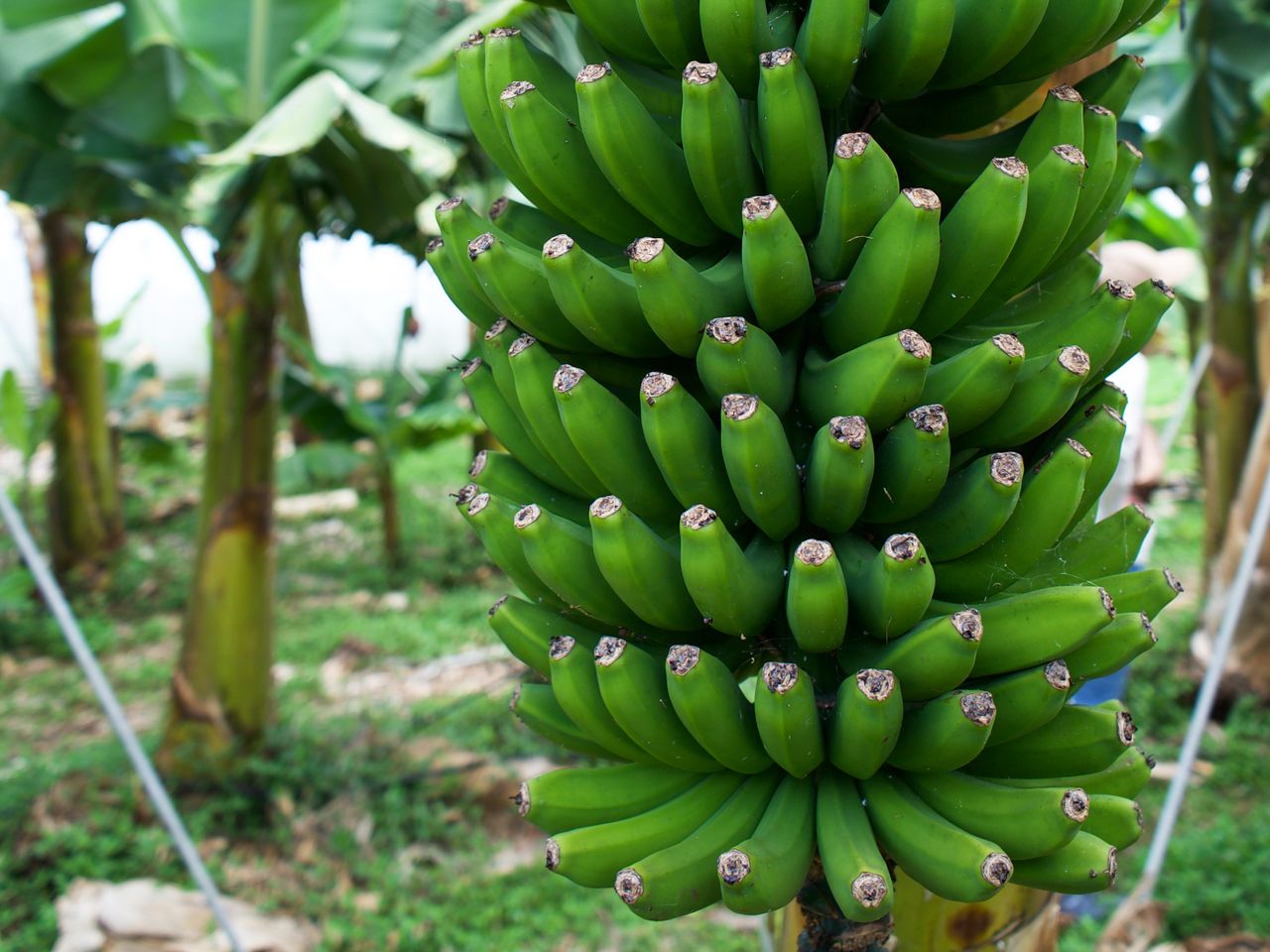 Bananenplantage, Teneriffa