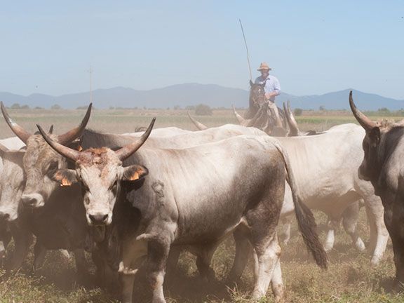 Maremma-Cowboy