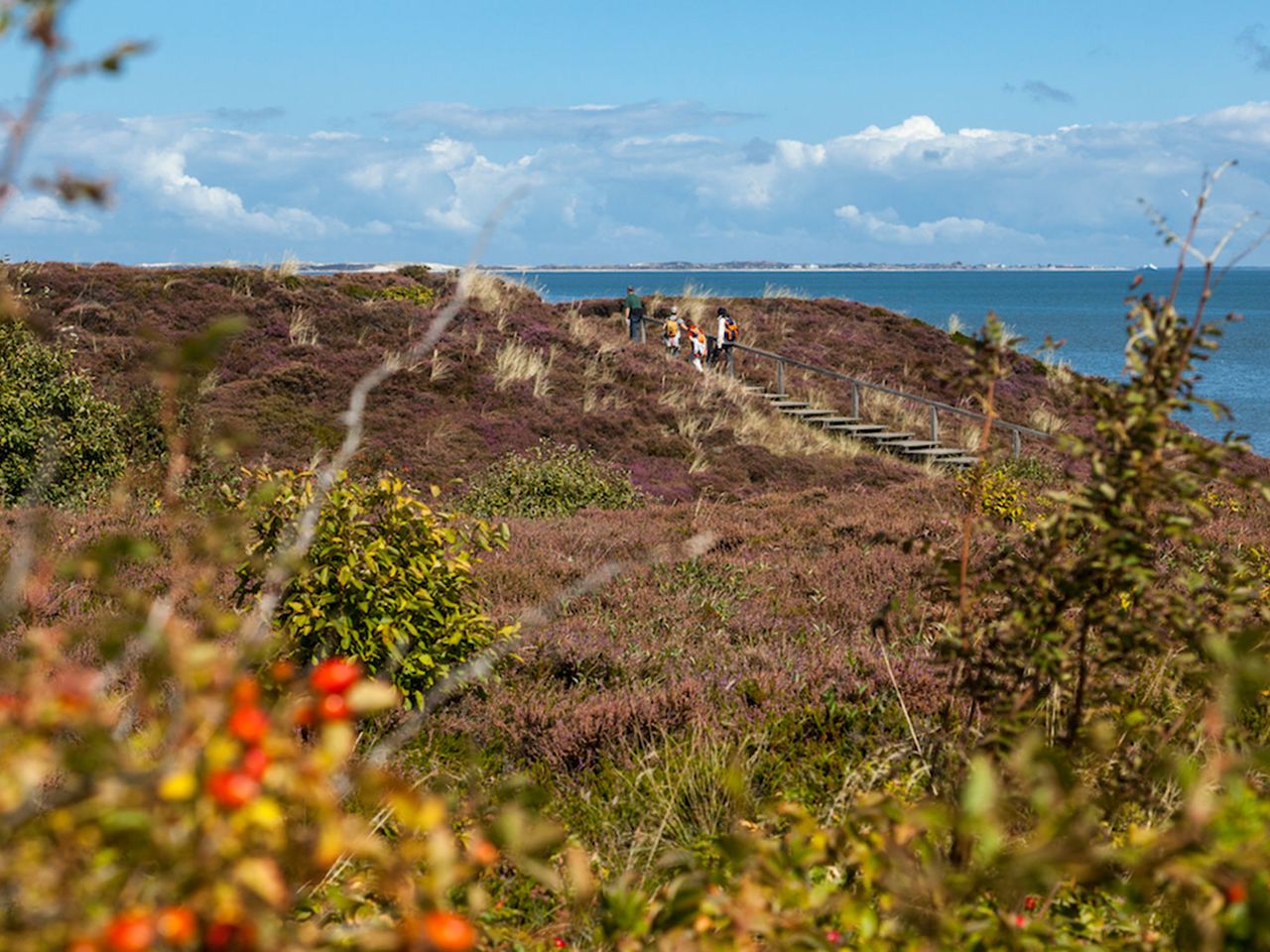 Baderup Heide