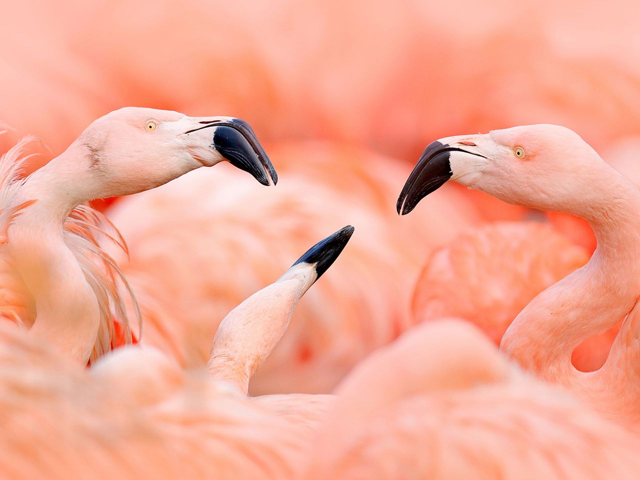 Flamingos