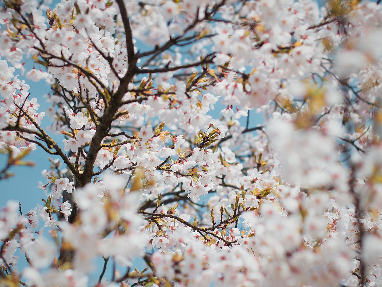 weiße Mandelblüte, Nahaufnahme 