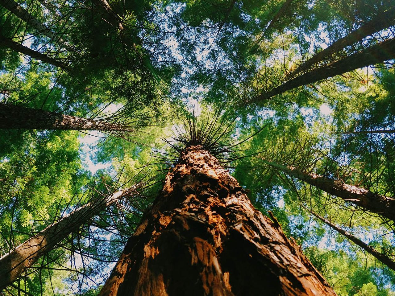 Die Mammutbäume ragen meterweit in den Himmel