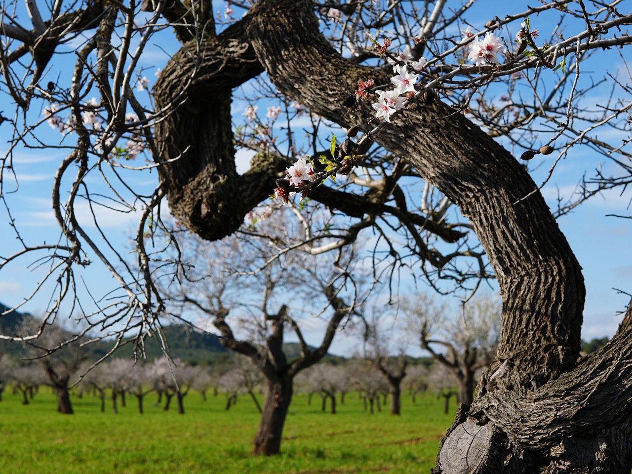 Blühende Mandelbäume auf Mallorca