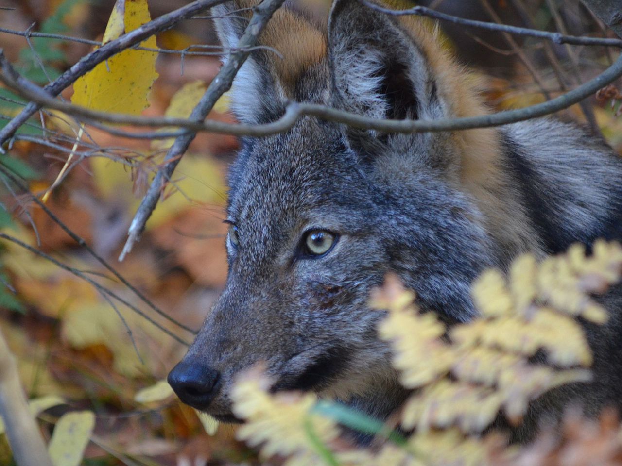 Nahaufnahme Wolf in Kanada