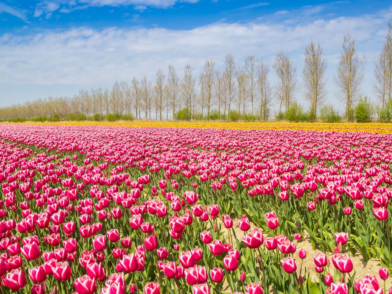Tulpenblüte in Noordoostpolder, Flevoland, Niederlande