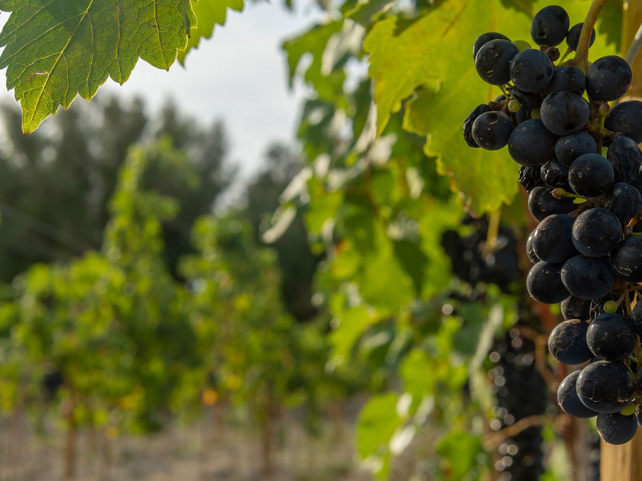 Mallorquinischer Wein, Merlot, Weinrebe