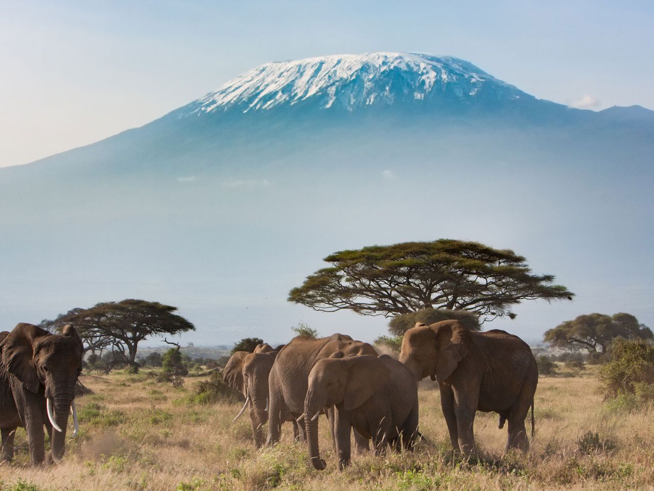 Kilimandscharo und Elefanten, Tansania