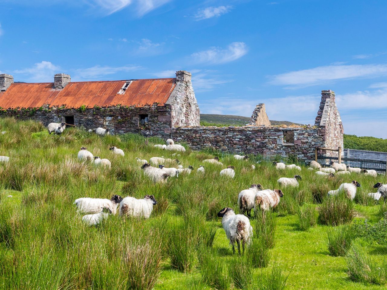 Cottage und Schafe auf Achill Island