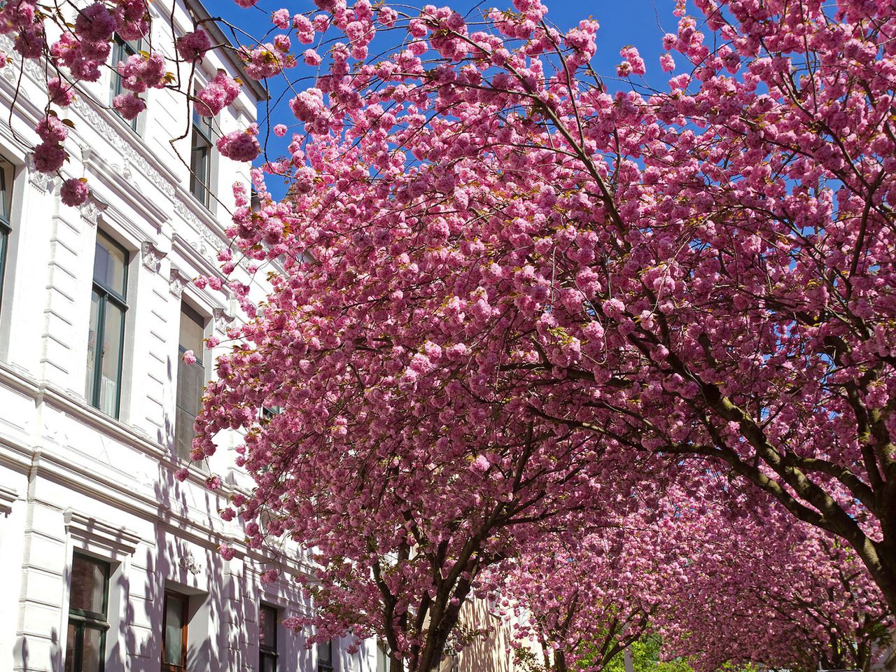 Kirschblüte in Bonn