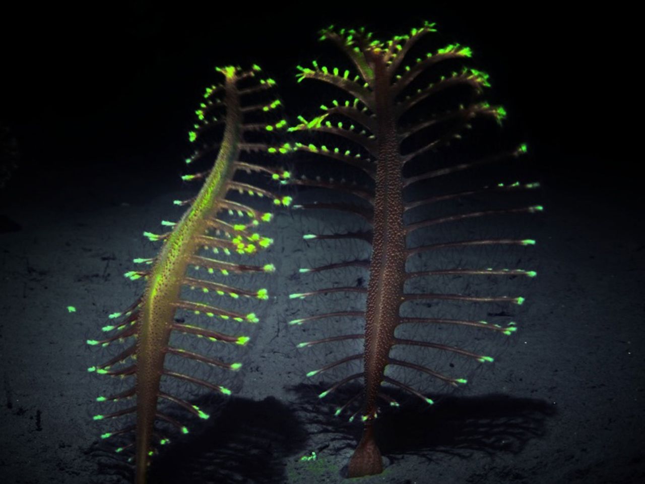 Leuchtende Seefedern am Meeresgrund