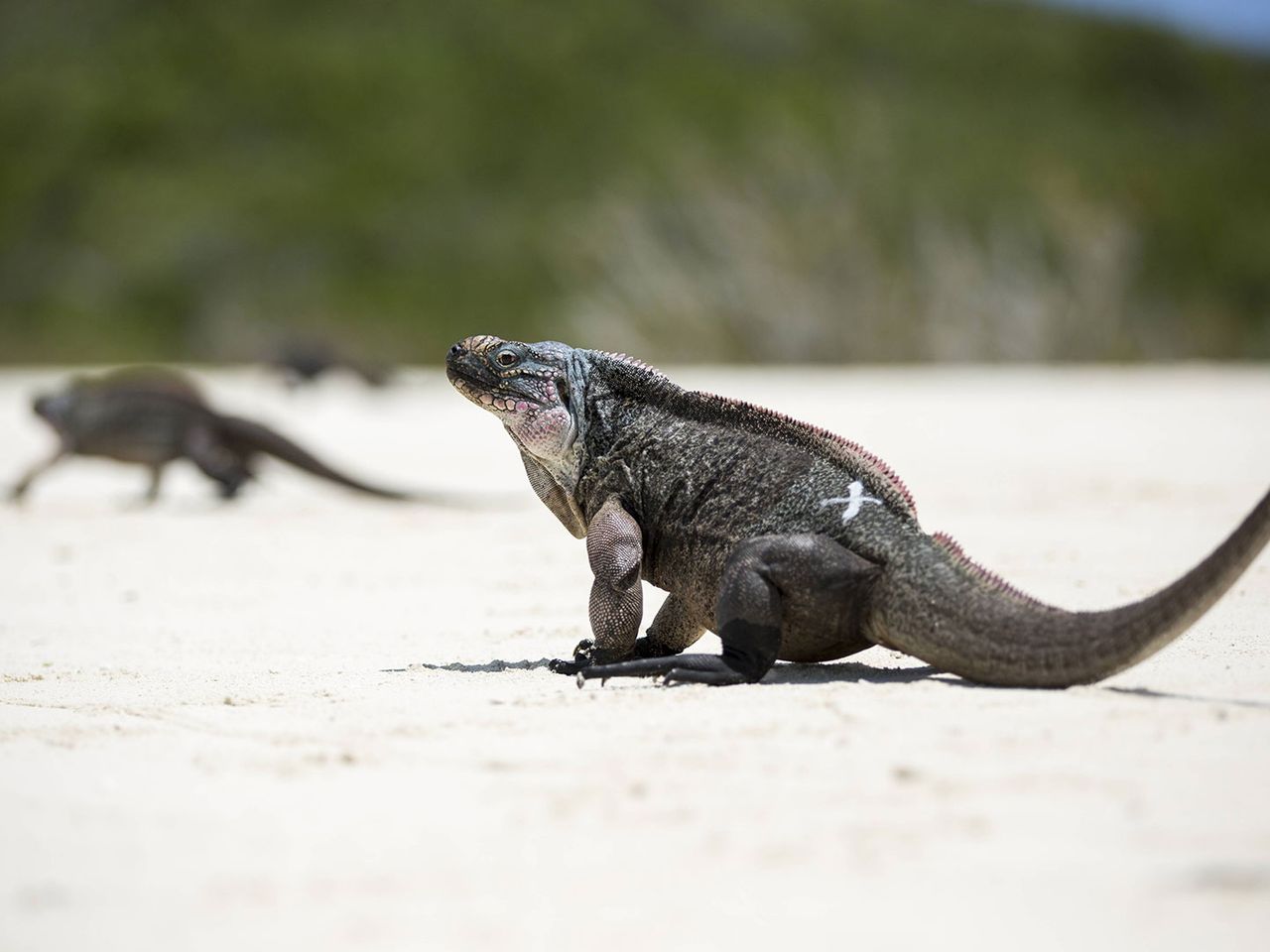 Rock Iguana, Leguan auf Exuma