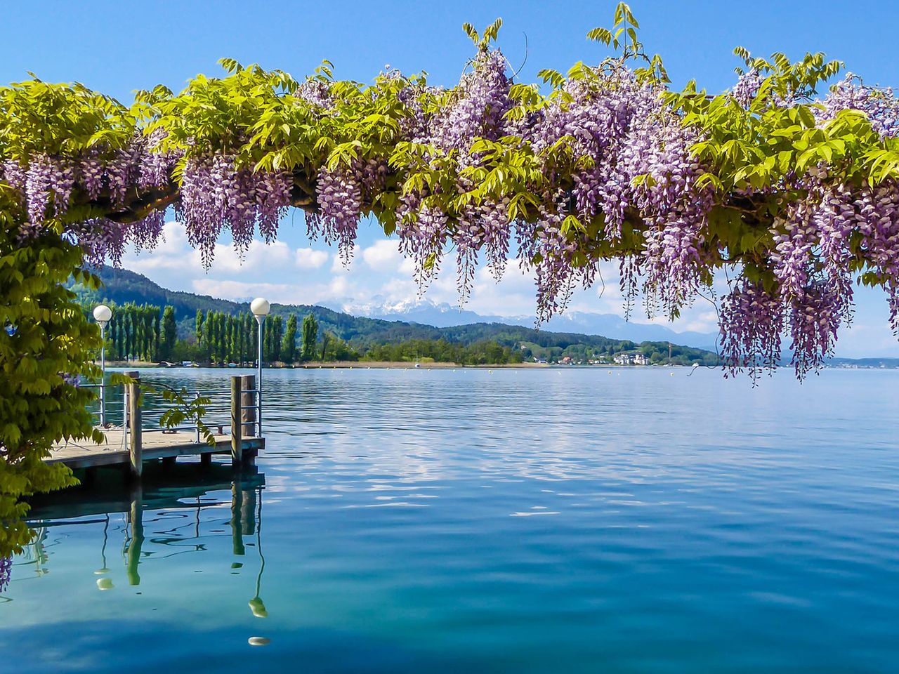Pflanzen blühen lila über einem See in Kärnten
