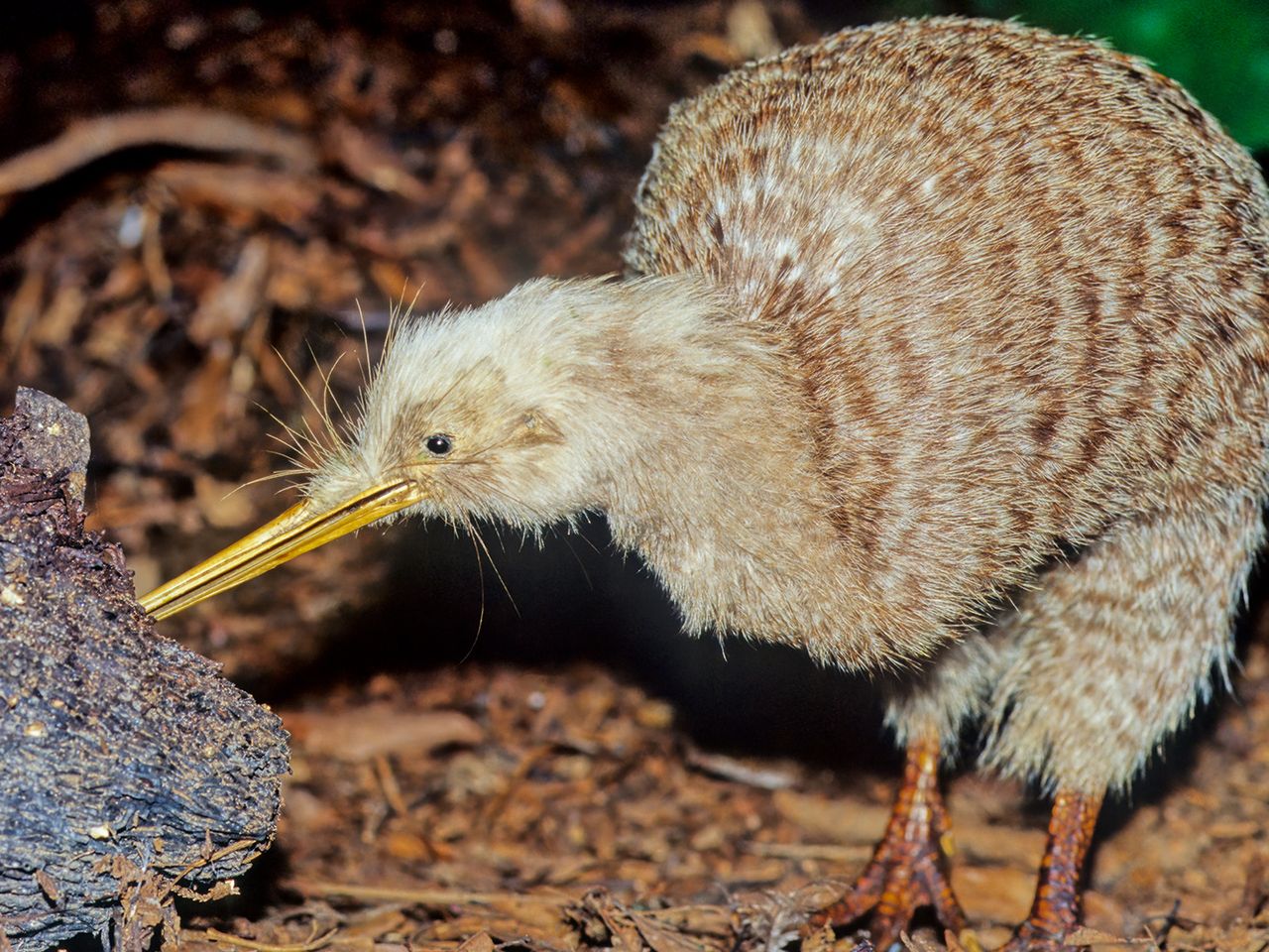 Kiwi Vogel, Neuseeland