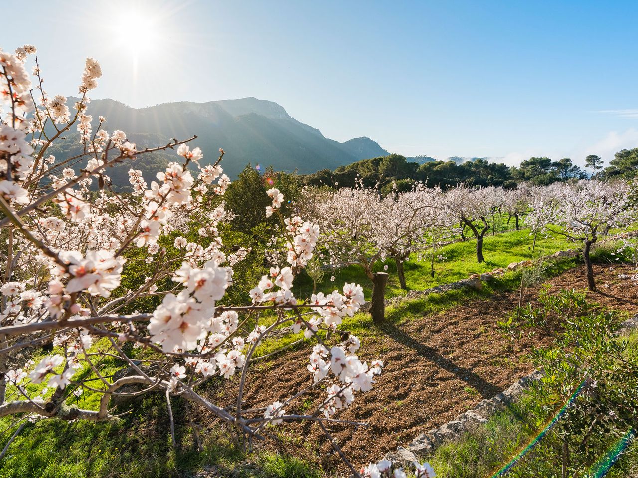 Mandelbäume auf Mallorca