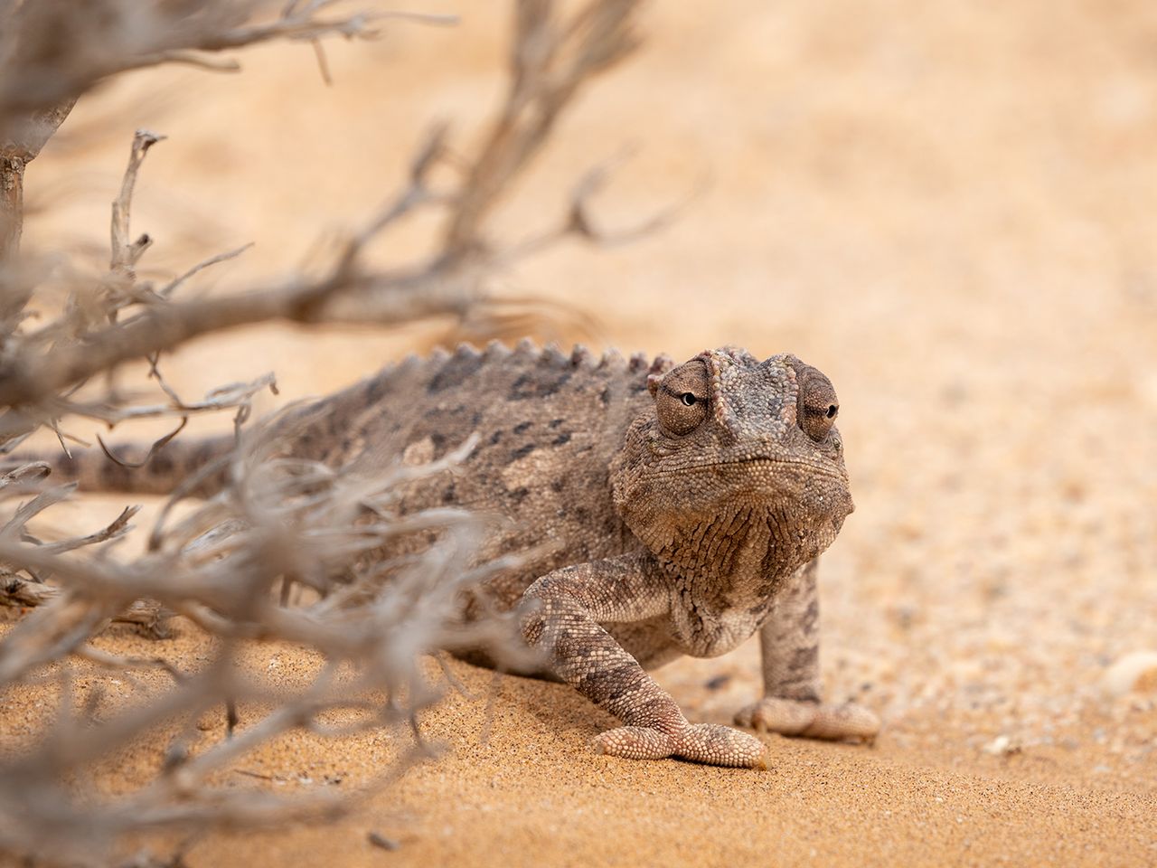 Namaqua-Chamäleon