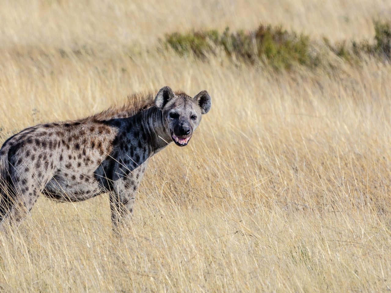 Tüpfelhyäne