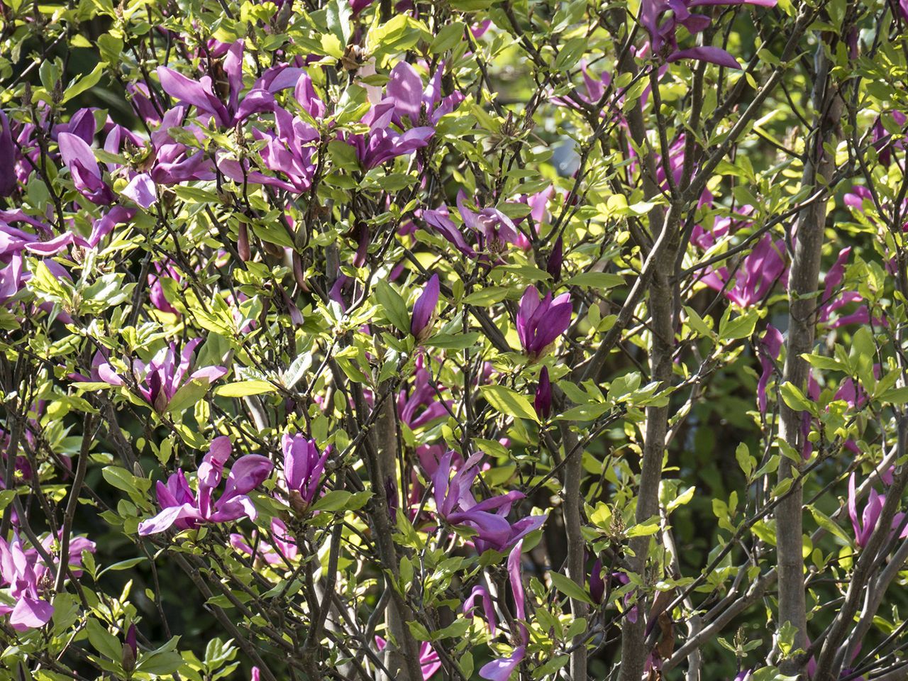 Symbolfoto rosa Magnolienblüte, Close Up 