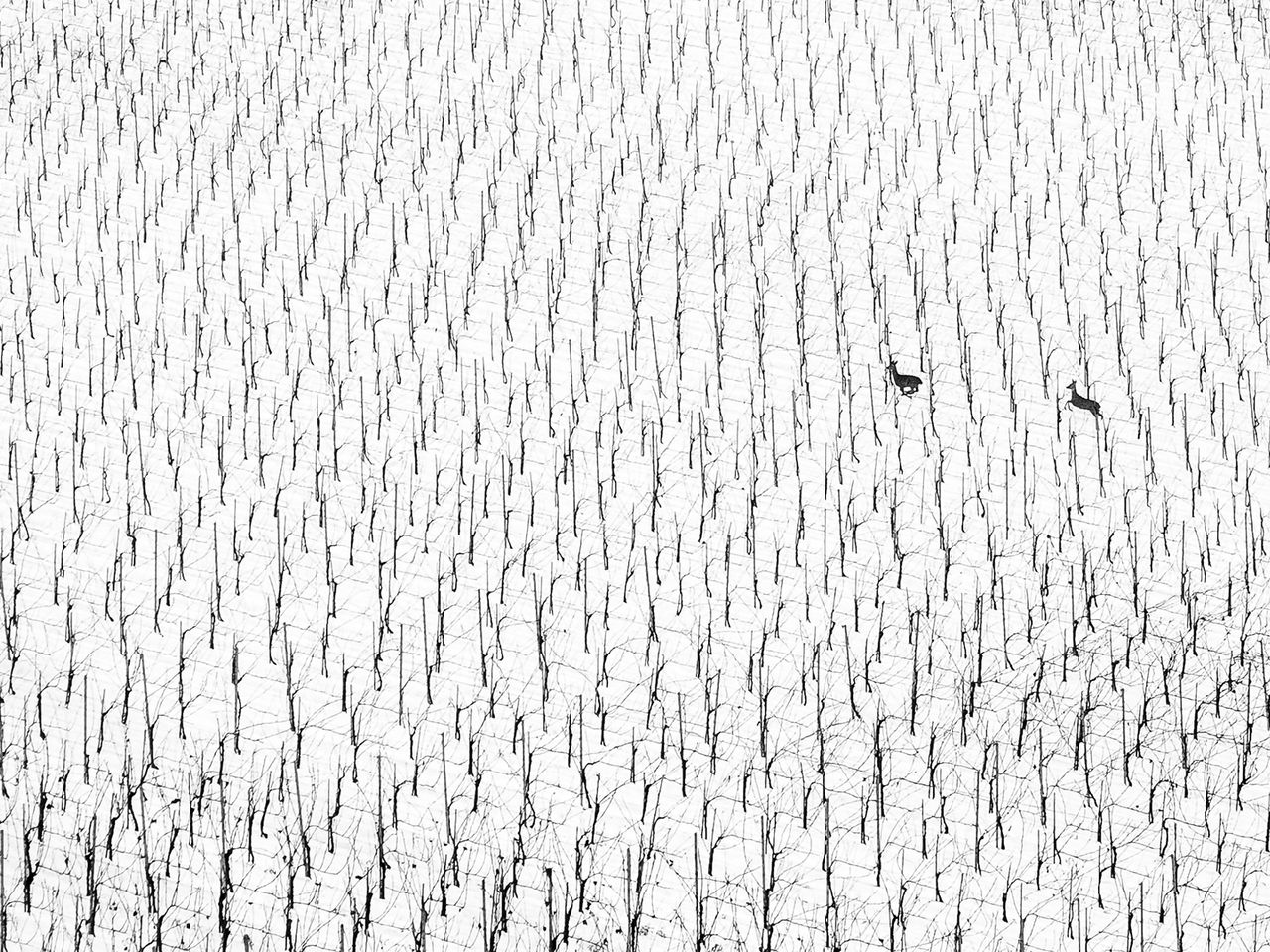 „Run“ von Maruša Puhek