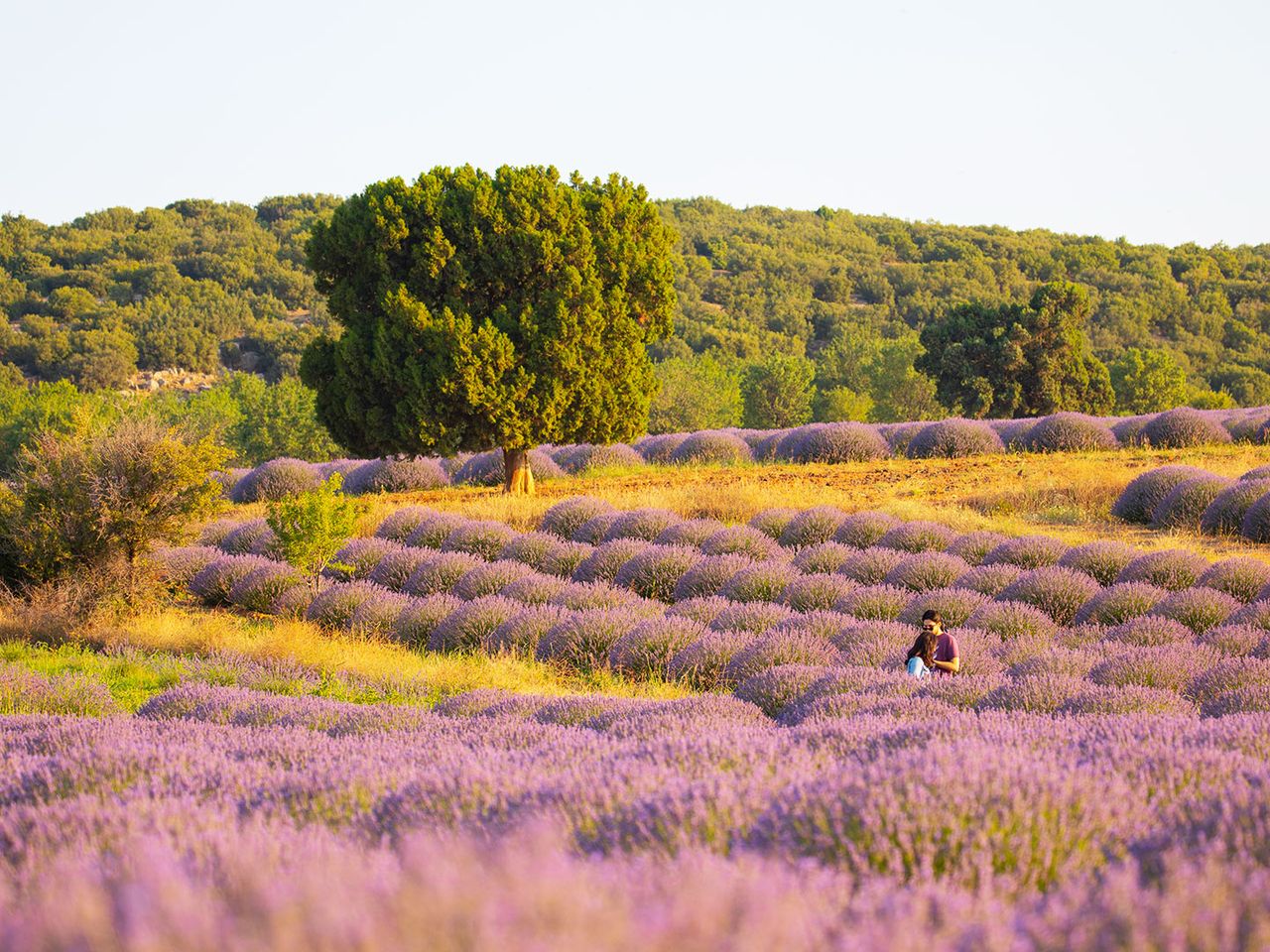 Lavendelfelder Kuyucak, Isparta, Türkei