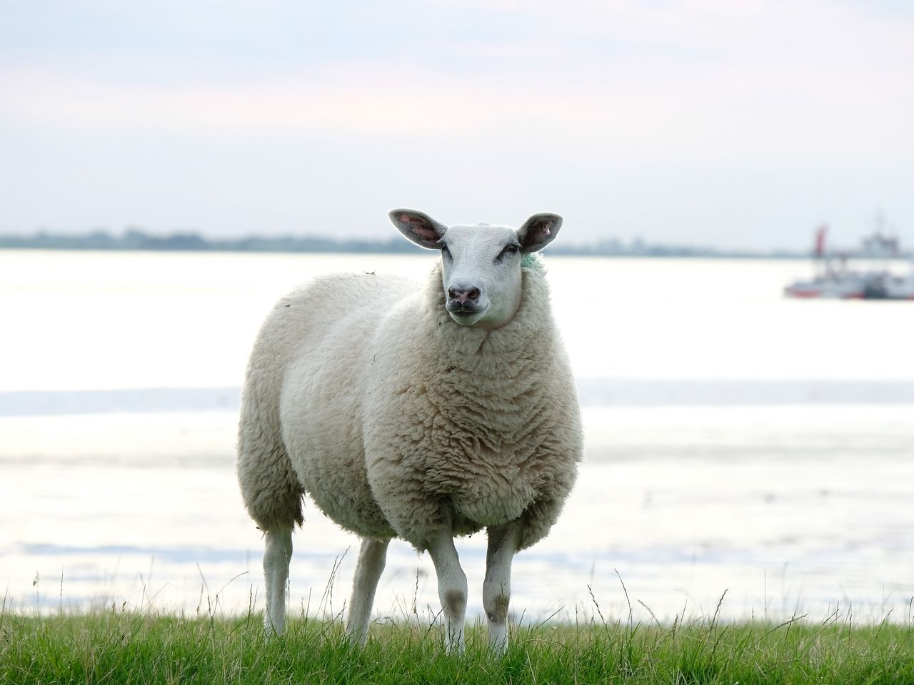 Deichschaf an der Nordsee, Niedersachsen