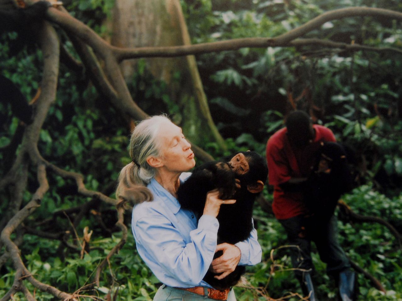 Jane Goodall unter Schimpansen, altes Foto