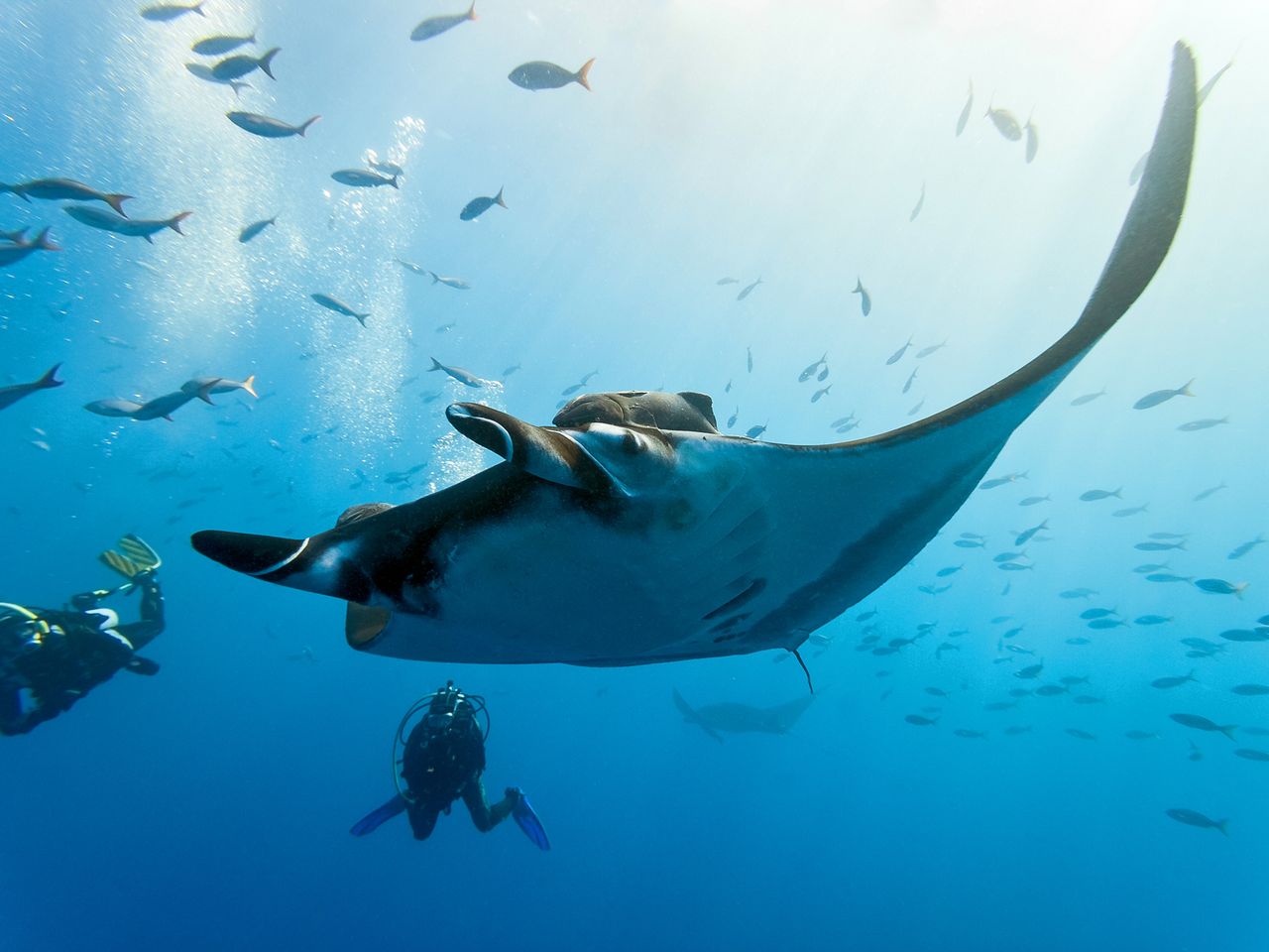 Schnorcheln mit Mantas auf den Fidschi-Inseln