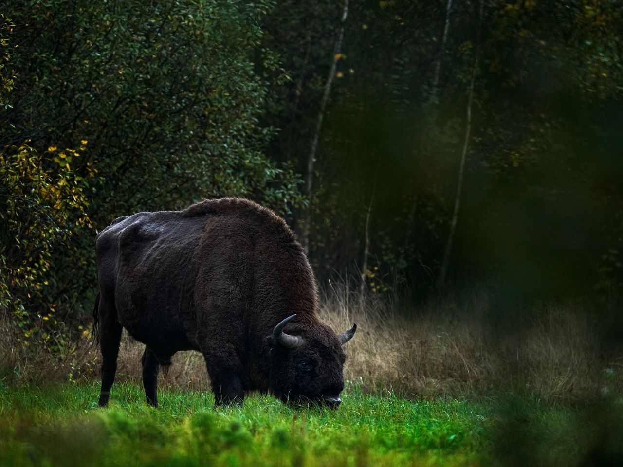 Wisent in Białowieża, Urwald in Polen