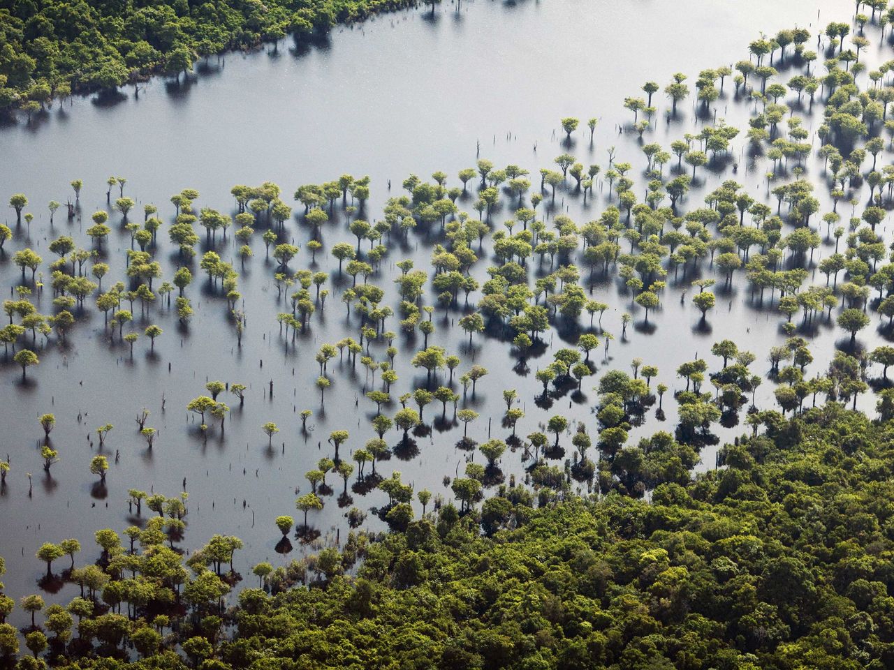 Nationalpark Anavilhanas am Rio Negro, Amazonas, Brasilien