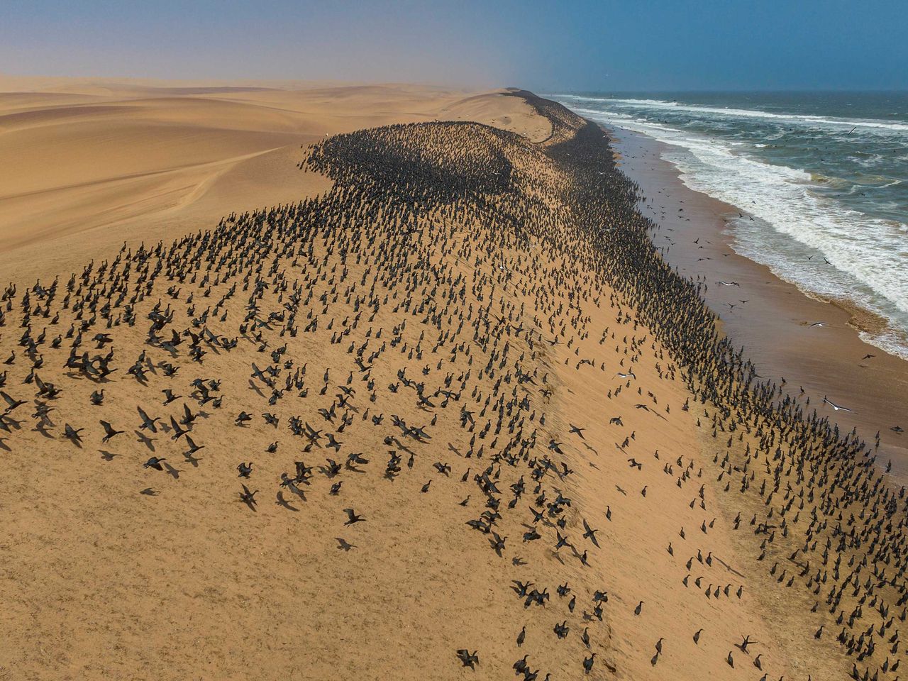 Kormorane in der Namib-W&uuml;ste im Iona-Nationalpark, Angola