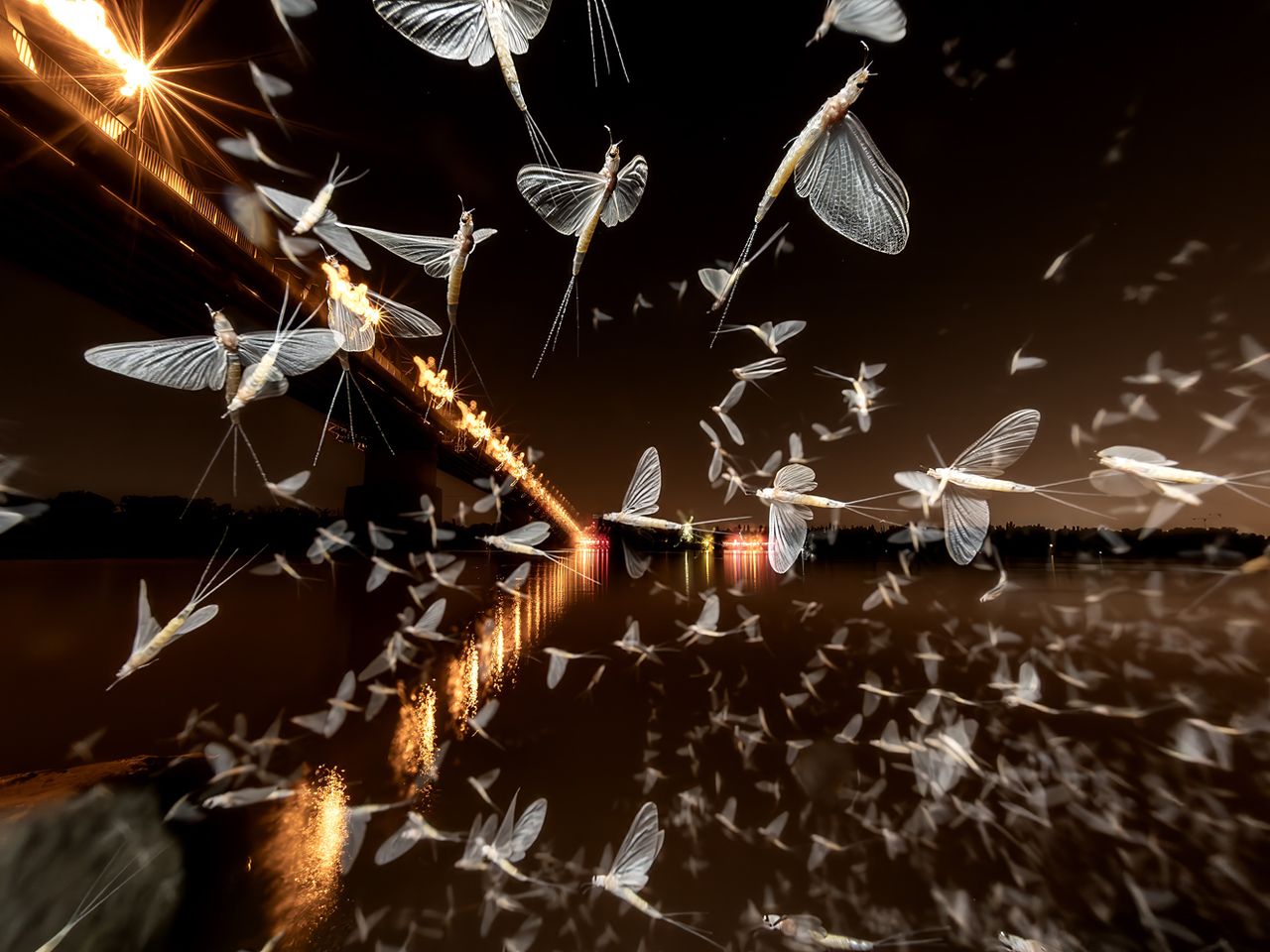 Dabube Budapest, World Nature Photography Awards