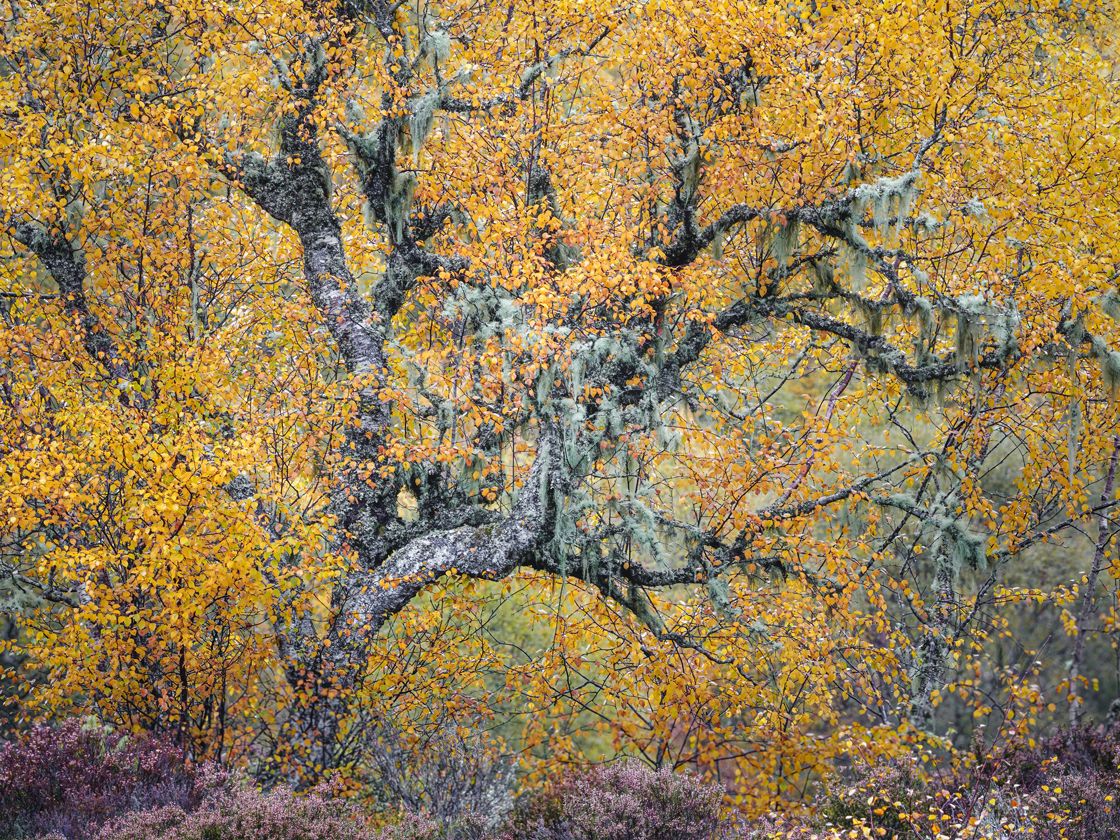 Birke, Highlands, Schottland