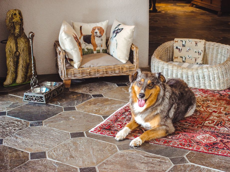 Hunde im Hotel La Meridiana, Ligurien