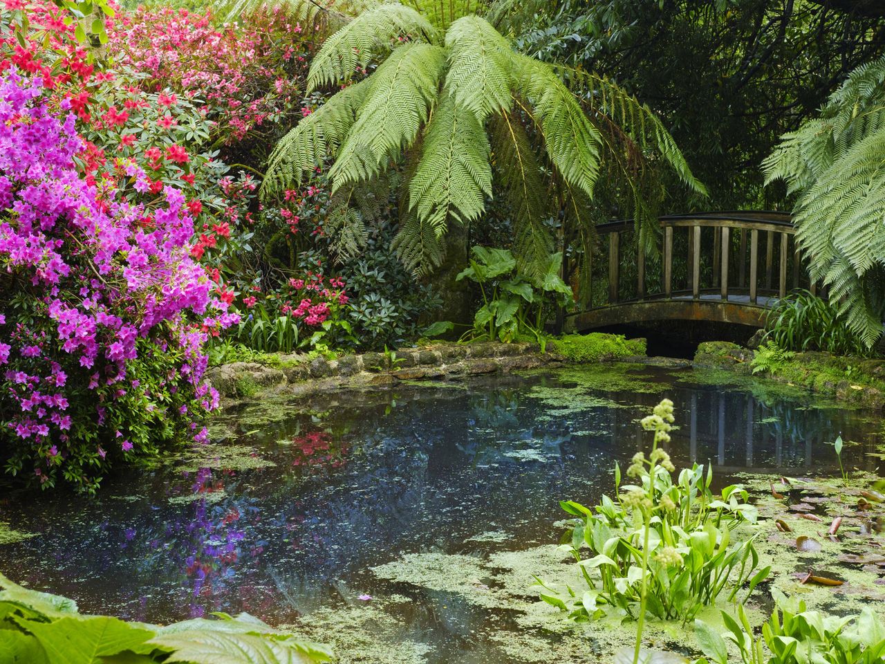 Trengwainton Garden, Cornwall