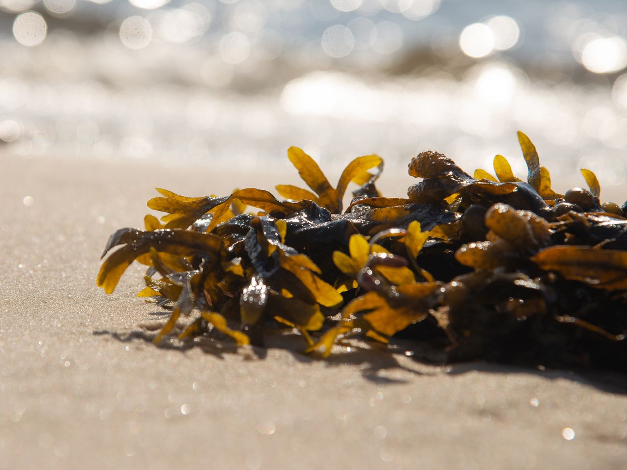 Braunalge an einem Strand