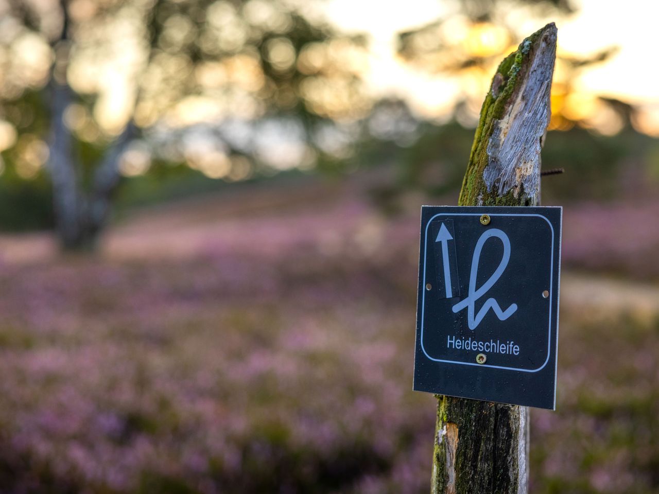 Wegweiser Heideschleife, Lüneburger Heide