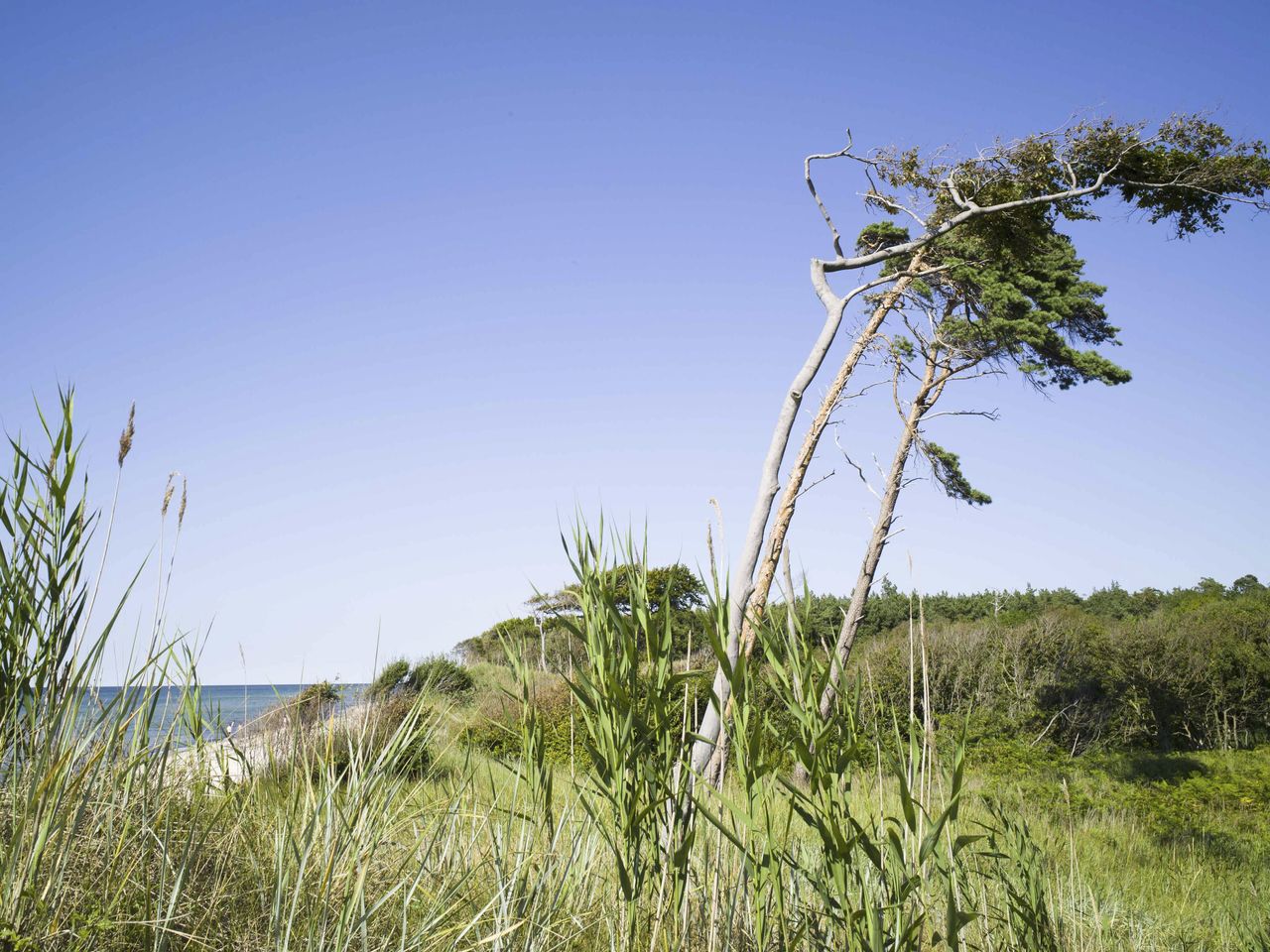 Grün bewachsene Landschaft an der Ostseeküste