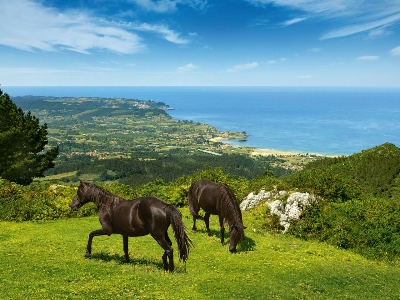 Asturcon-Ponys auf einem Hügel in Asturien