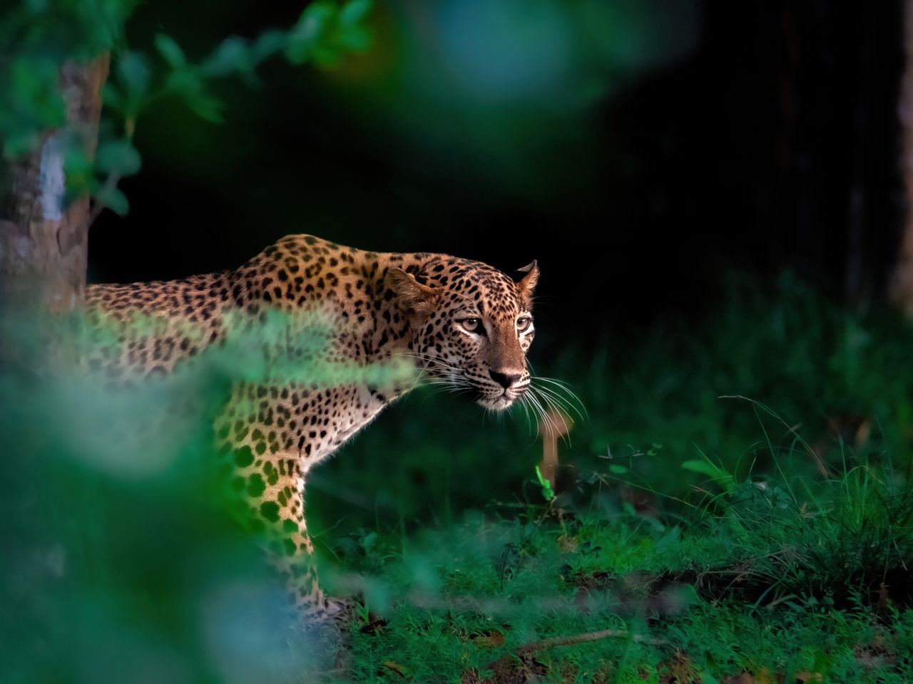 Sri-Lanka-Leopard