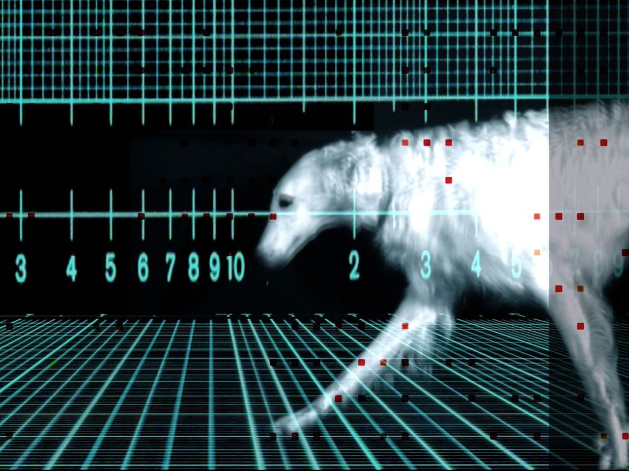 rosalie, Marathon der Tiere, 2015 Videostill 