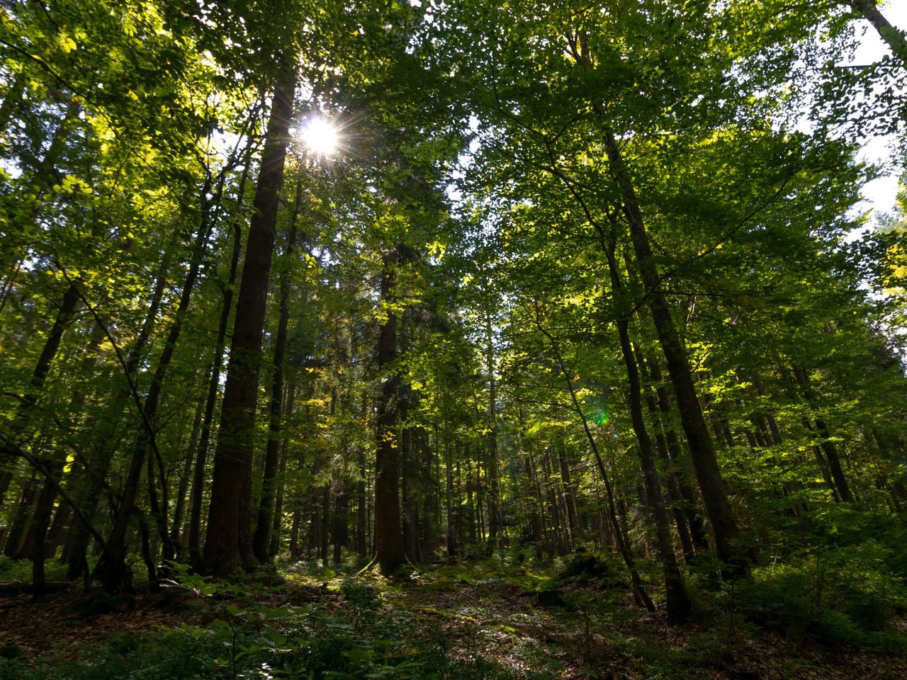 Oberösterreich Böhmerwald