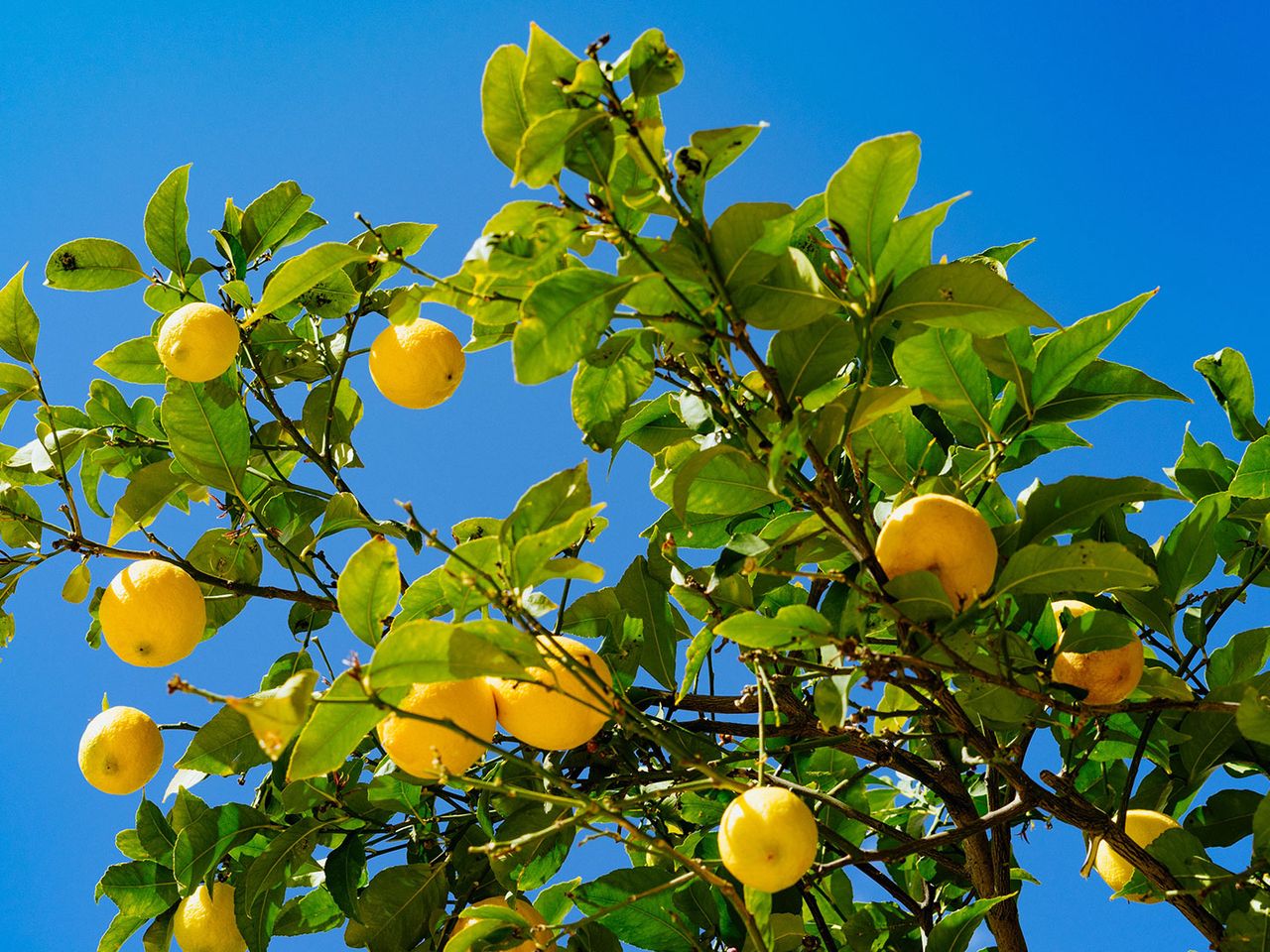 Zitronenbaum, Agriturismo auf Sardinien (Symbolfoto)