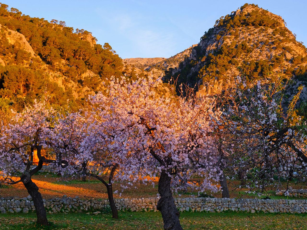 Mandelblüte auf Mallorca