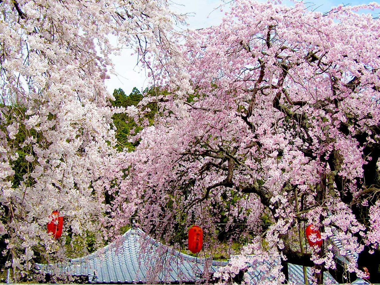 Kirschbäume hangeln sich über den Myooji-Tempel