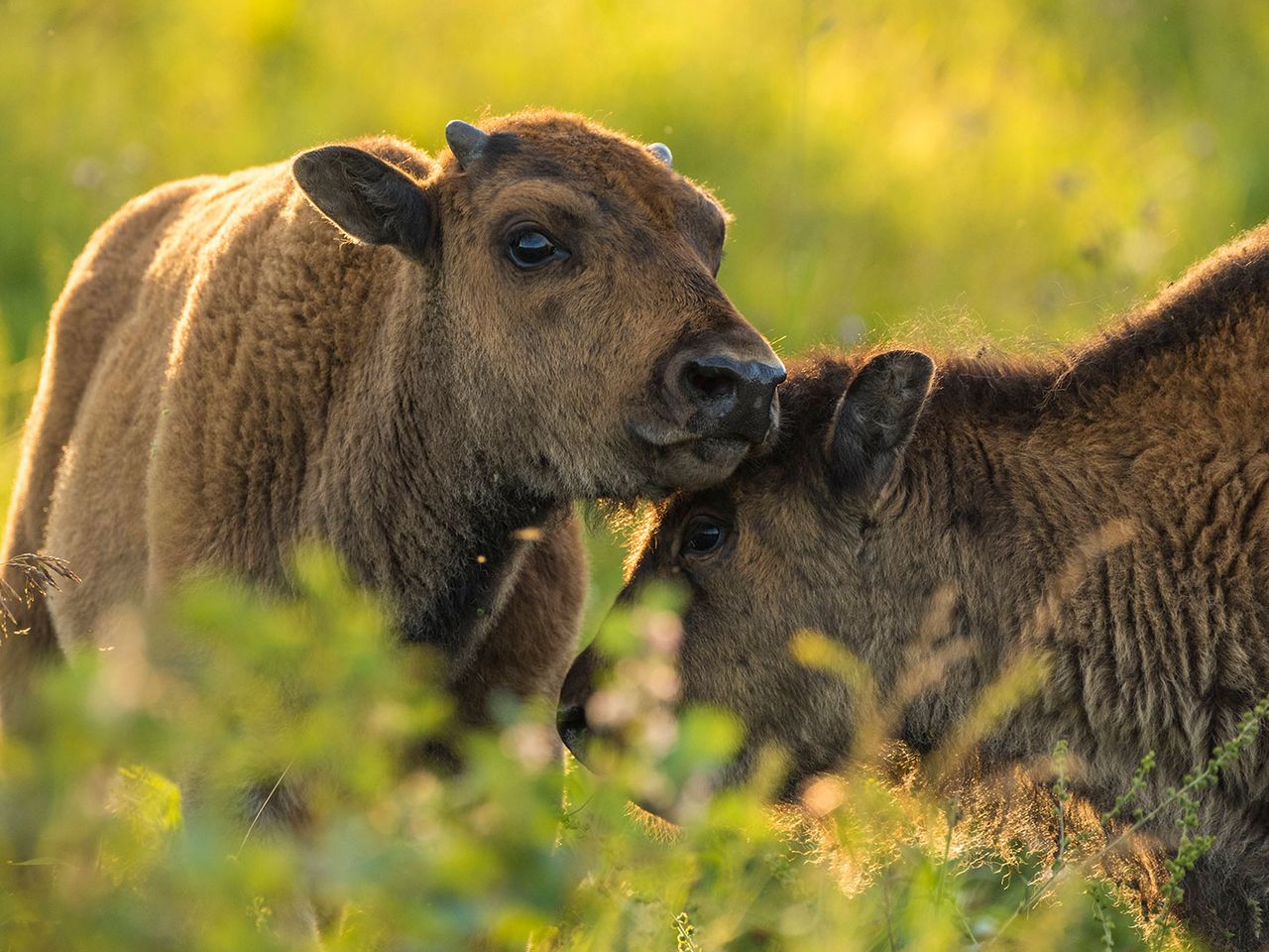 Zwei kuschelnde Plains Bisons im Elk Island National Park, Kanada