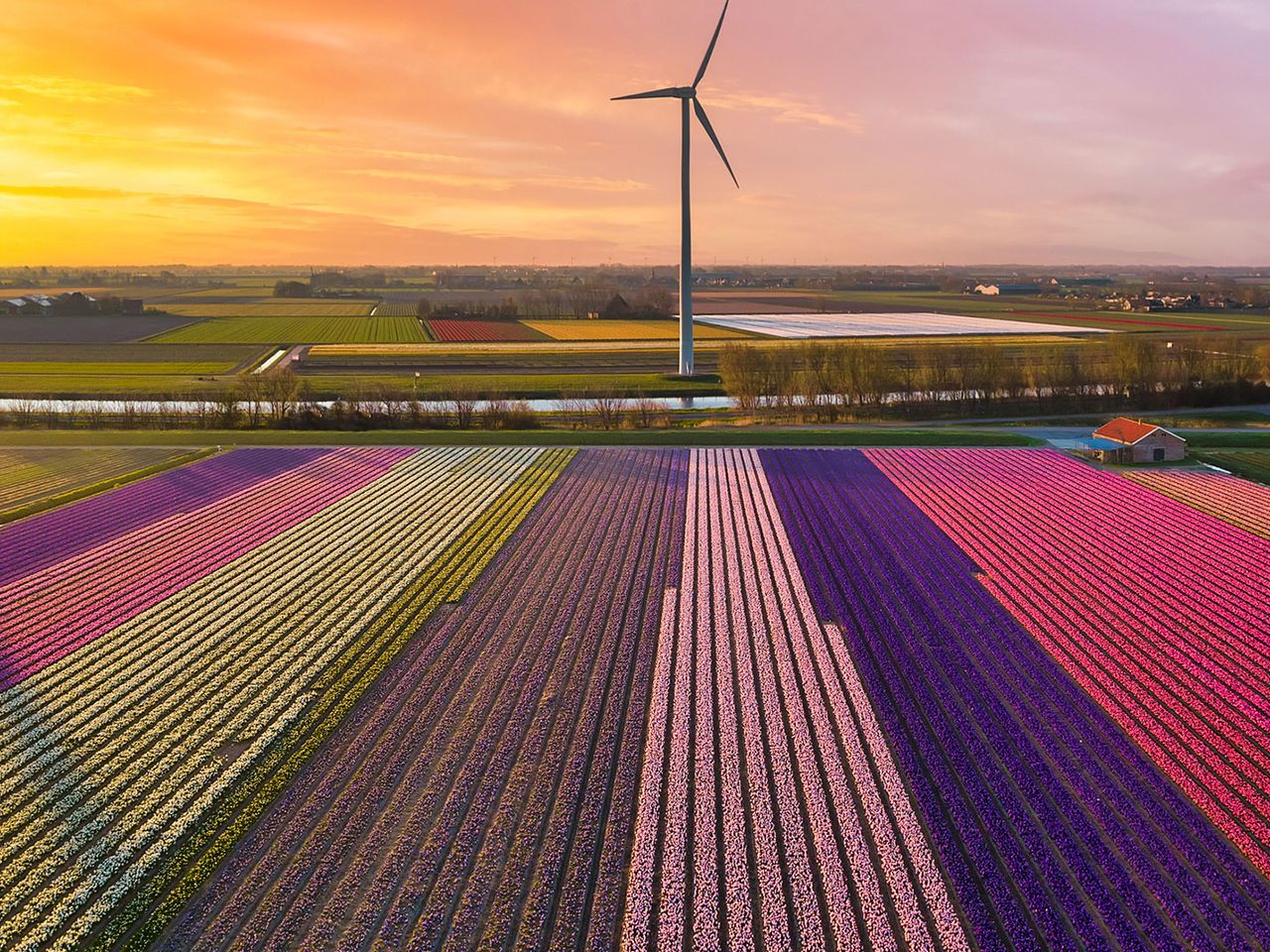 Tulpenfelder in Holland, von oben 